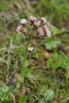 Sweet Coltsfoot