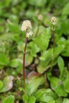 Leatherleaf Saxifrage