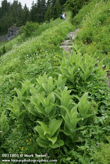 Veratrum viride; Valeriana sitchensis; Potentilla flabellifolia