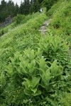 Green Corn Lily foliage in subalpine meadow w/ Sitka Valerian & Fanleaf Cinquefoil