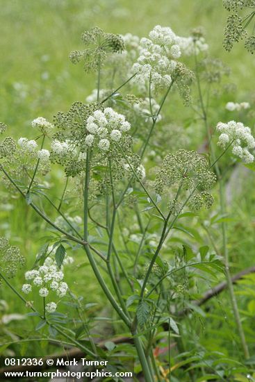 Cicuta douglasii