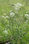 Douglas's Water-hemlock