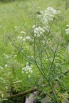 Douglas's Water-hemlock