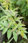 Douglas's Water-hemlock foliage detail