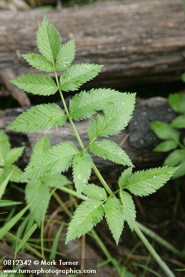 Cicuta douglasii