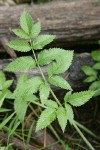 Douglas's Water-hemlock foliage detail