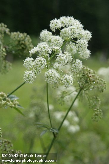 Cicuta douglasii