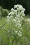 Douglas's Water-hemlock blossoms