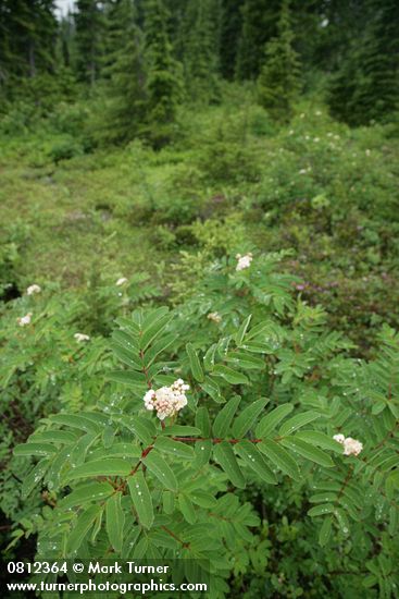 Sorbus sitchensis