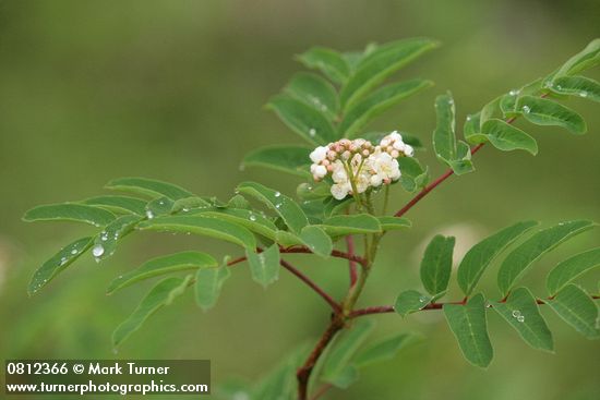 Sorbus sitchensis