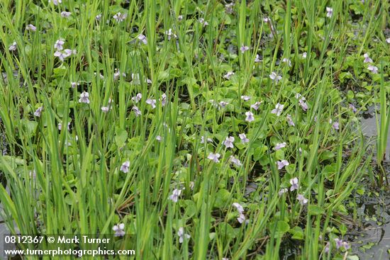 Viola palustris