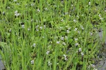 Marsh Violets among Sedges