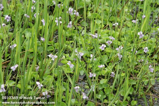 Viola palustris