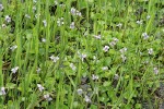 Marsh Violets among Sedges