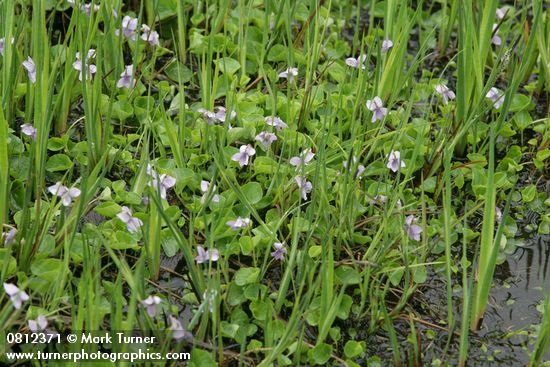 Viola palustris