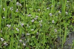 Marsh Violets among Sedges