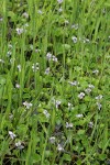 Marsh Violets among Sedges