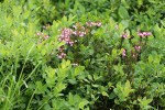 Pink Heather among Cascades Blueberries