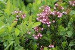 Pink Heather among Cascades Blueberry foliage