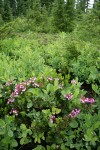 Pink Heather among Cascades Blueberries