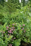 Pink Heather among Cascades Blueberries