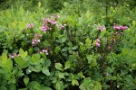 Pink Heather among Cascades Blueberries