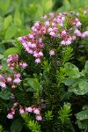 Pink Heather