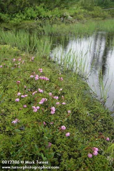 Kalmia microphylla