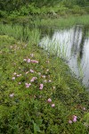 Western Bog Laurel among mosses at edge of Picture Lake