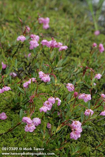 Kalmia microphylla