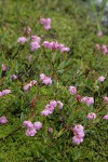 Western Bog Laurel among mosses