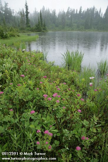 Spiraea splendens