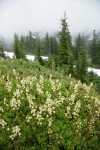 Patridgefoot w/ Subalpine Firs soft bkgnd under clouds