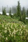 Patridgefoot w/ Subalpine Firs soft bkgnd under clouds