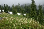 Patridgefoot w/ Subalpine Firs soft bkgnd under clouds