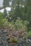 Rusty Saxifrage w/ raindrops