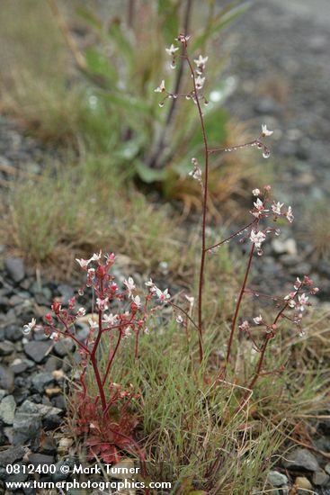 Saxifraga ferruginea