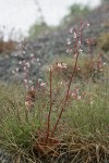 Rusty Saxifrage w/ raindrops