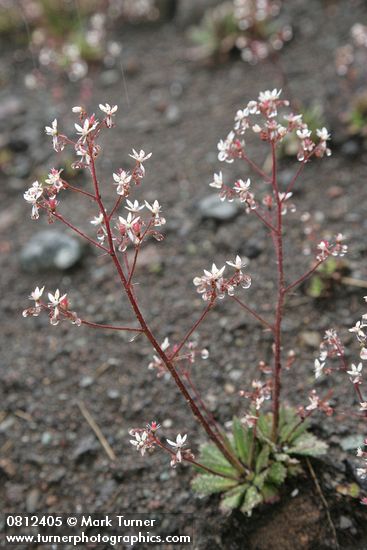 Saxifraga ferruginea