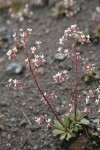 Rusty Saxifrage w/ raindrops