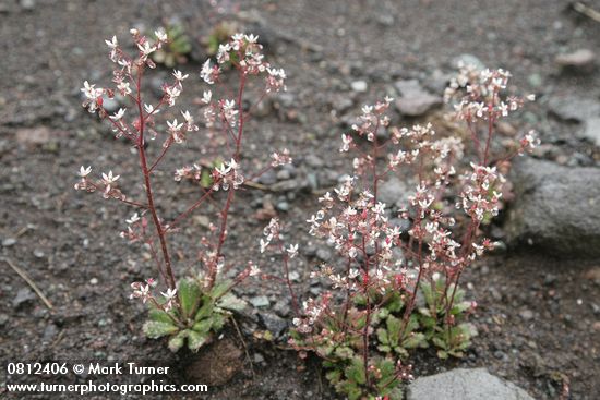 Saxifraga ferruginea