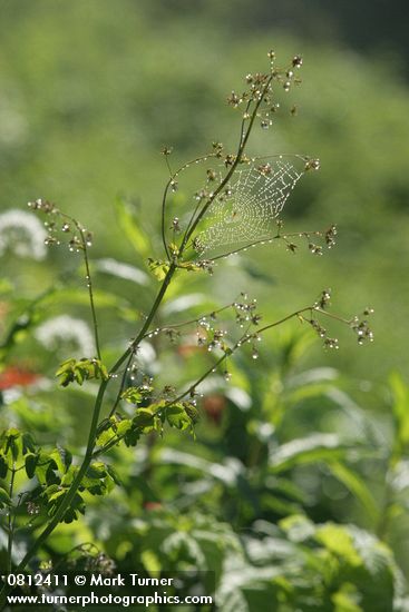 Thalictrum occidentale