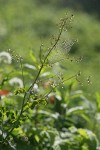 Dew-covered spider web on Western Meadowrue
