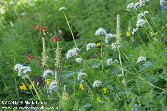 Pedicularis bracteosa, Aquilegia formosa; Arnica latifolia; Valeriana sitchensis