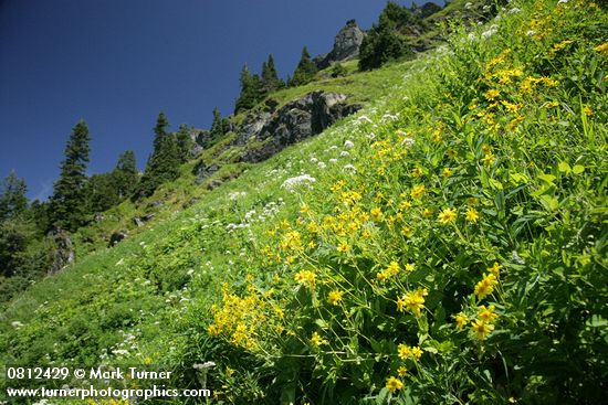 Arnica latifolia; Heracleum maximum; Valeriana sitchensis