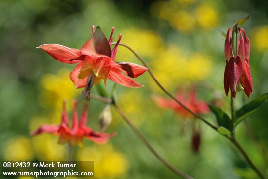 Aquilegia formosa