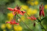Red Columbine blossoms