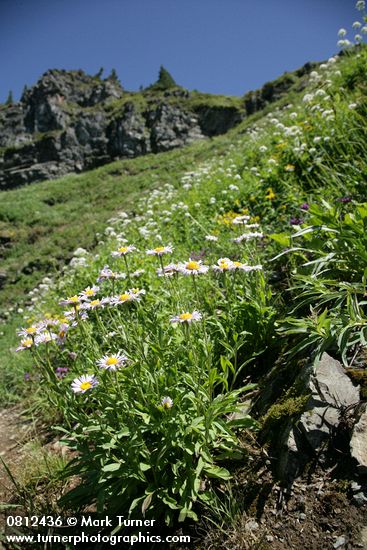 Erigeron peregrinus