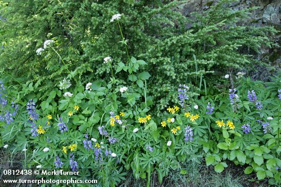 Lupinus latifolius; Arnica latifolia; Valeriana sitchensis; Tsuga mertensiana