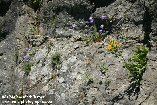 Solidago multiradiata; Campanula rotundifolia